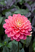 DAHLIA MELODY ALLEGRO