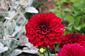 DAHLIA MELODY MAMBO