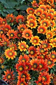 GAZANIA DAYBREAK BRONZE