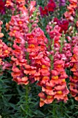 ANTIRRHINUM LIBERTY CLASSIC BRONZE