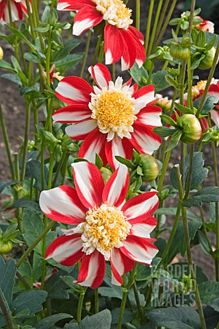 DAHLIA_ASAHI_CHOHJE_ANEMONE_FORM