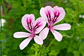 PELARGONIUM LADY SCARBOROUGH