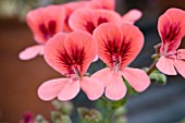 PELARGONIUM ORANGE ANGEL