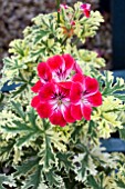 PELARGONIUM PHYLLIS