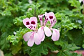 PELARGONIUM ROYAL OAK