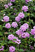 LANTANA PURPLE TRAILING