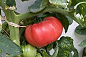 BEEFSTEAK TOMATO FAWORYT