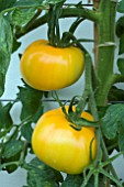 BEEFSTEAK TOMATO JUBILEE