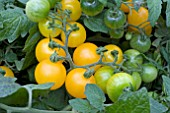 TOMATO SWEET N NEAT YELLOW