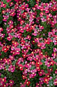 NEMESIA AROMATICA SCARLET