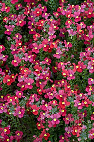 NEMESIA_AROMATICA_SCARLET