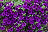 CALIBRACHOA CABARET DARK BLUE