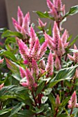 CELOSIA SPIKEY PINK