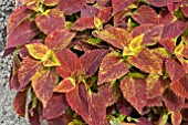 COLEUS ALABAMA SUNSET