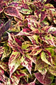 COLEUS COMBAT