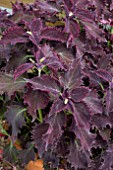 COLEUS CRIMSON VELVET