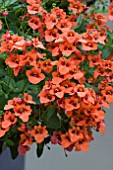 DIASCIA ROMEO ORANGE