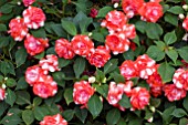 IMPATIENS FIESTA SPARKLING ORANGE