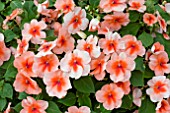 IMPATIENS PATCHWORK SALMON SURPRISE