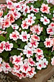 IMPATIENS PATCHWORK PEACH PRISM