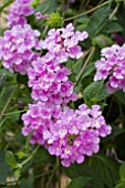 LANTANA PURPLE TRAILING