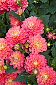 DAHLIA MELODY ALLEGRO