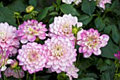 DAHLIA MELODY DIXIE