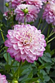 DAHLIA MELODY DIXIE