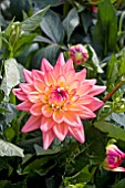 DAHLIA MELODY DORA