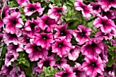 PETUNIA FANFARE CREME DE CASSIS