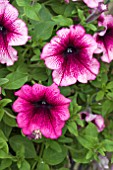 PETUNIA FANFARE CREME DE CASSIS