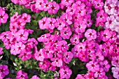 PHLOX DRUMMONDII 21ST CENTURY PINK