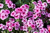 PHLOX DRUMMONDII 21ST CENTURY ROSE STAR