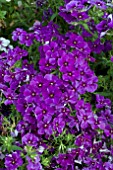 PHLOX DRUMMONDII 21ST CENTURY BLUE