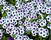 PHLOX DRUMMONDII 21ST CENTURY BLUE STAR