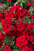 PHLOX DRUMMONDII 21ST CENTURY CRIMSON