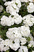 PHLOX DRUMMONDII 21ST CENTURY WHITE