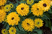 RUDBECKIA HIRTA RADIANCE