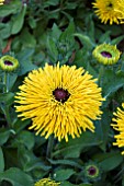 RUDBECKIA HIRTA RADIANCE