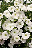 PETUNIA SURFINIA SNOW