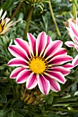 GAZANIA BIG KISS WHITE FLAME