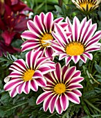 GAZANIA BIG KISS WHITE FLAME