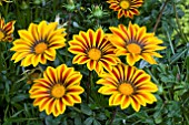 GAZANIA BIG KISS YELLOW FLAME