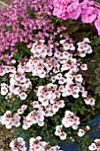 DIASCIA APPLEBLOSSOM, NEMESIA ICE IN PINK THEME PATIO TUB