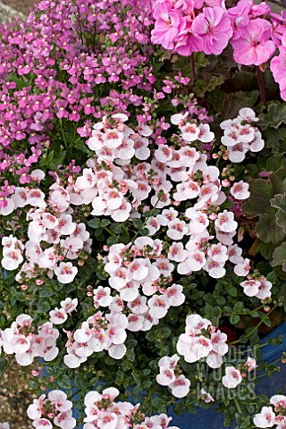 DIASCIA_APPLEBLOSSOM_NEMESIA_ICE_IN_PINK_THEME_PATIO_TUB