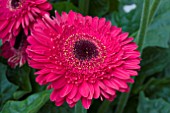 GERBERA BIGHORN (LANDSCAPE PATIO SERIES)