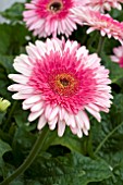 GERBERA EVERGLADES (LANDSCAPE PATIO SERIES)