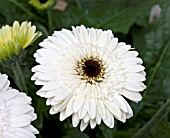 GERBERA MAMMOTH CAVE (LANDSCAPE PATIO SERIES)