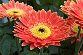 GERBERA REDWOOD (LANDSCAPE SERIES)