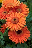 GERBERA ROCKY MOUNTAIN (LANDSCAPE PATIO SERIES)